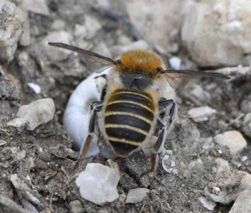 Réf. 258 764 : Hoplitis sp.